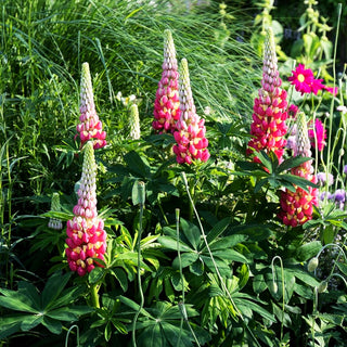 Westcountry Lupine rotgelb 'Tequila Flame' (Lupinus polyph.WC)