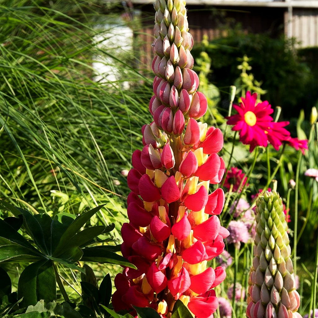 Westcountry Lupine rotgelb 'Tequila Flame' (Lupinus polyph.WC)