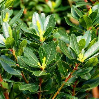 Westlicher Erdbeerbaum (Arbutus unedo)