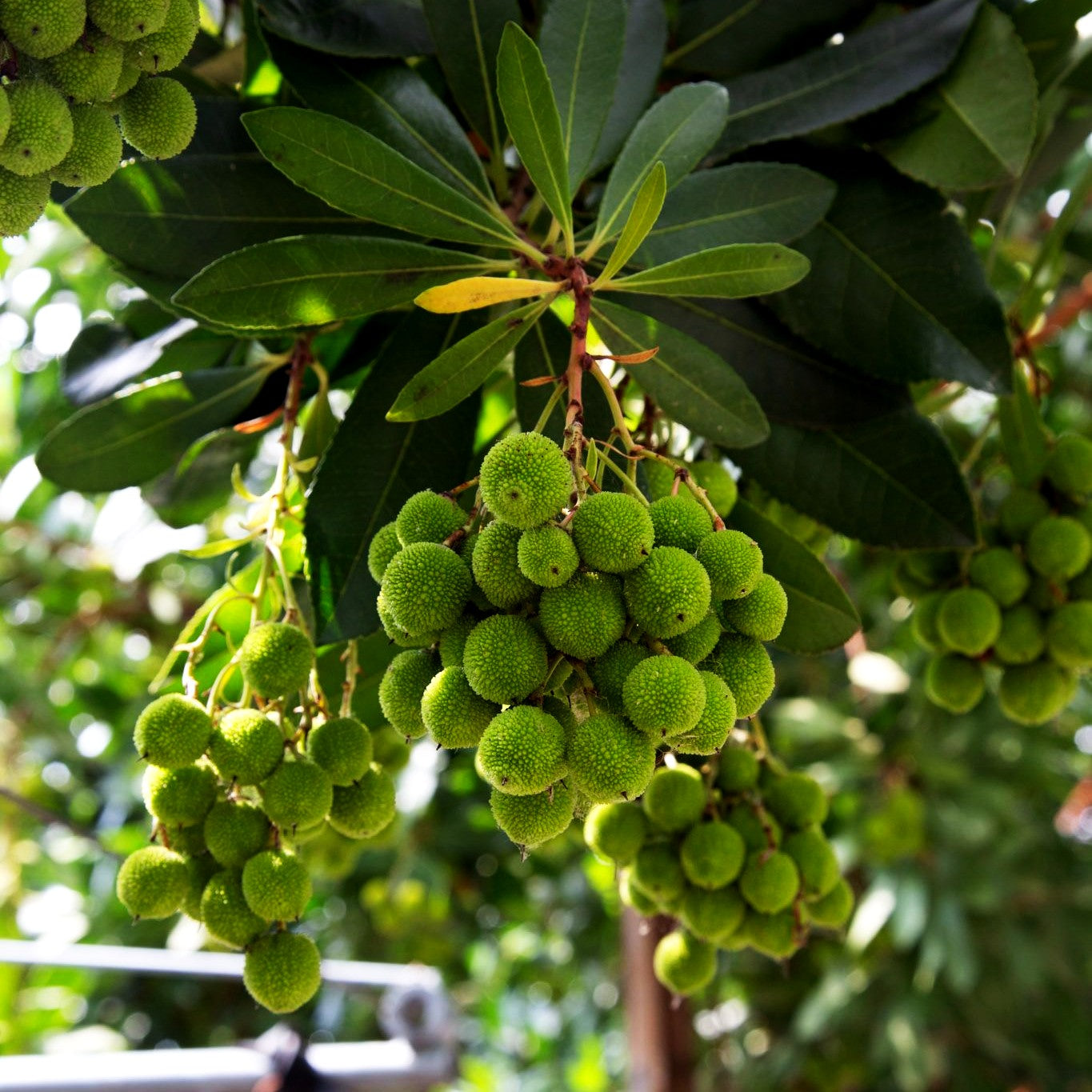 Westlicher Erdbeerbaum (Arbutus unedo)