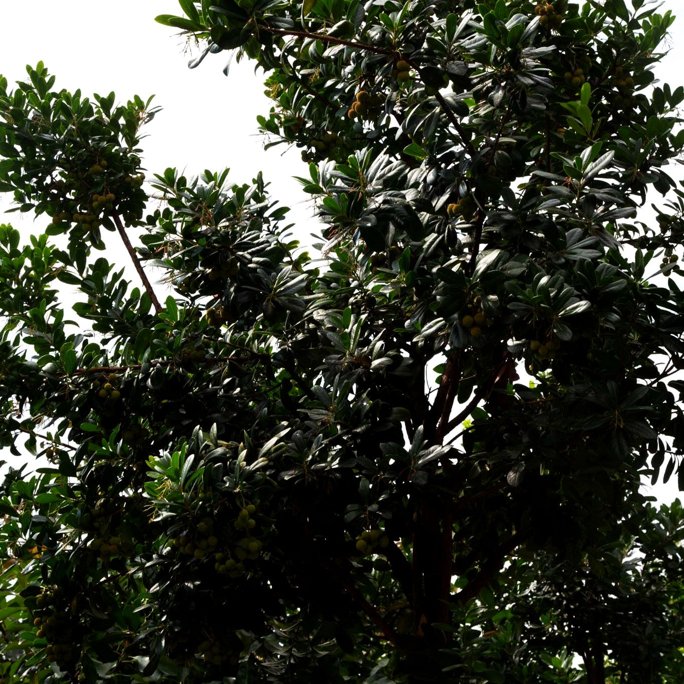 Westlicher Erdbeerbaum (Arbutus unedo)