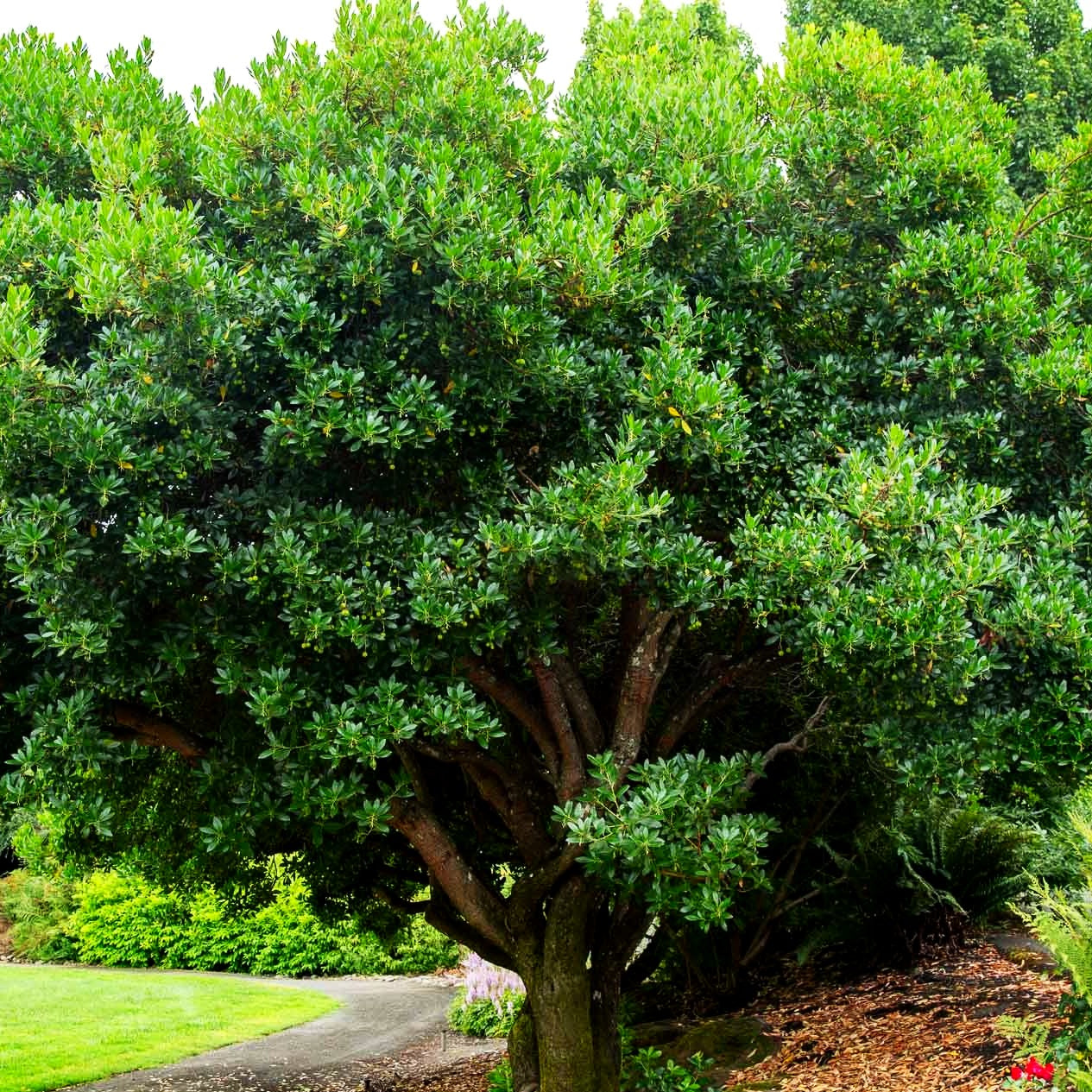 Westlicher Erdbeerbaum (Arbutus unedo)