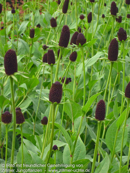 Westlicher Sonnenhut 'Green Wizard' (Rudbeckia occidentalis)