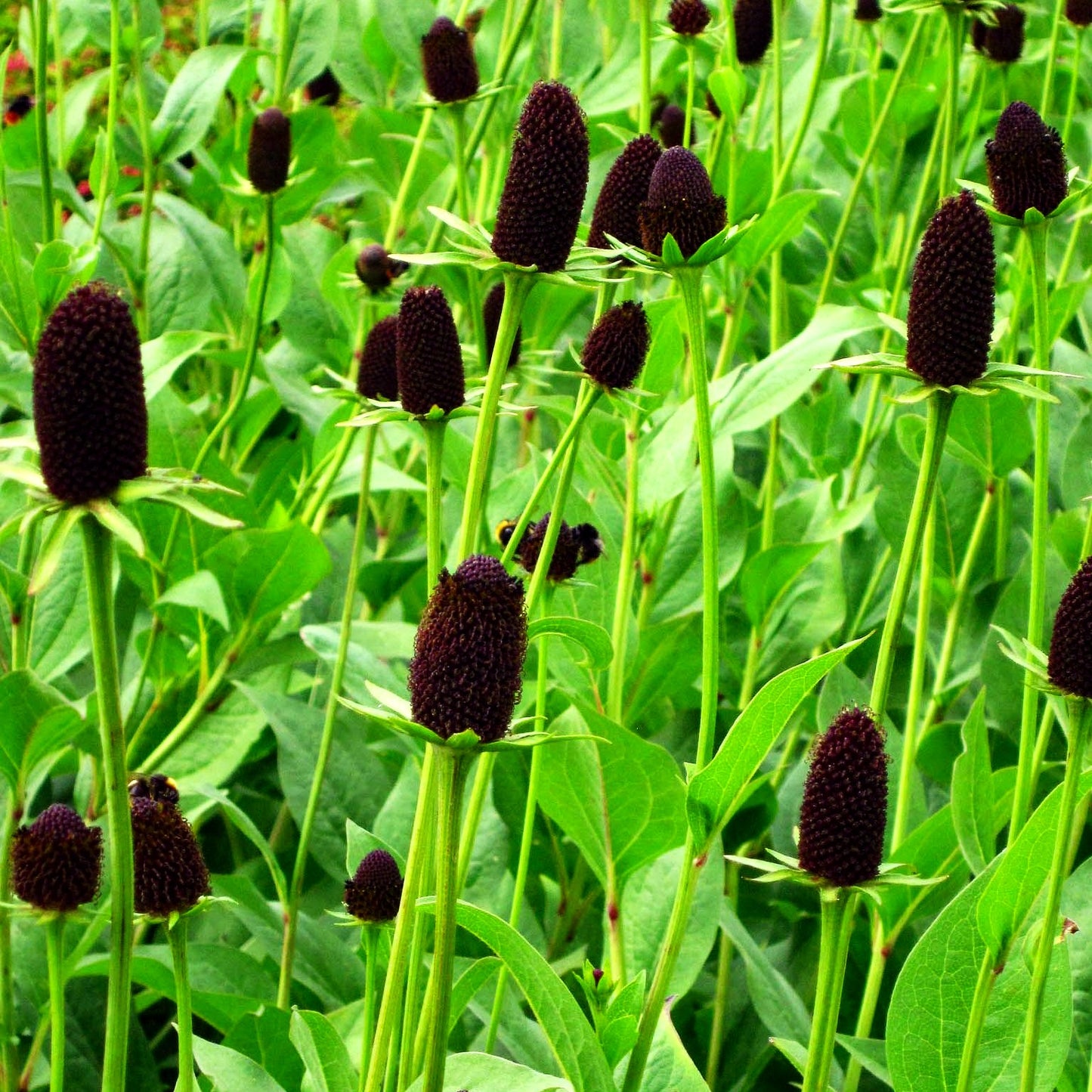 Westlicher Sonnenhut 'Green Wizard' (Rudbeckia occidentalis)
