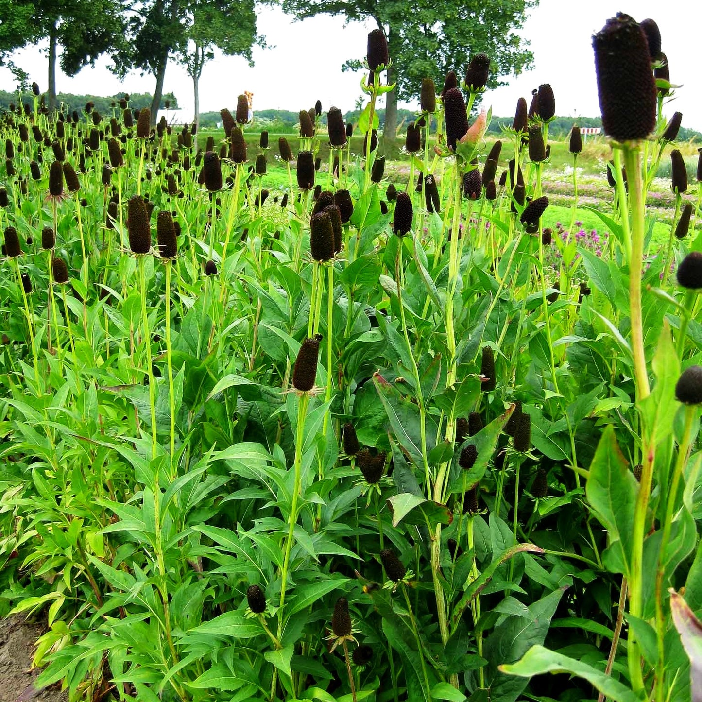 Westlicher Sonnenhut 'Green Wizard' (Rudbeckia occidentalis)