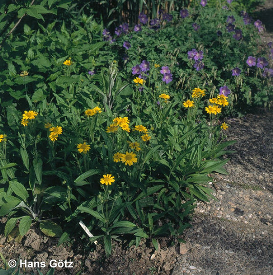 Wiesen- Arnika (Arnica chamissonis)