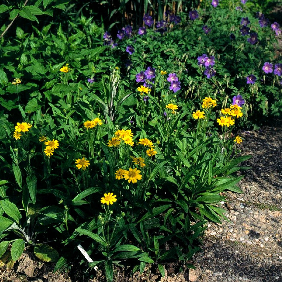 Wiesen- Arnika (Arnica chamissonis)