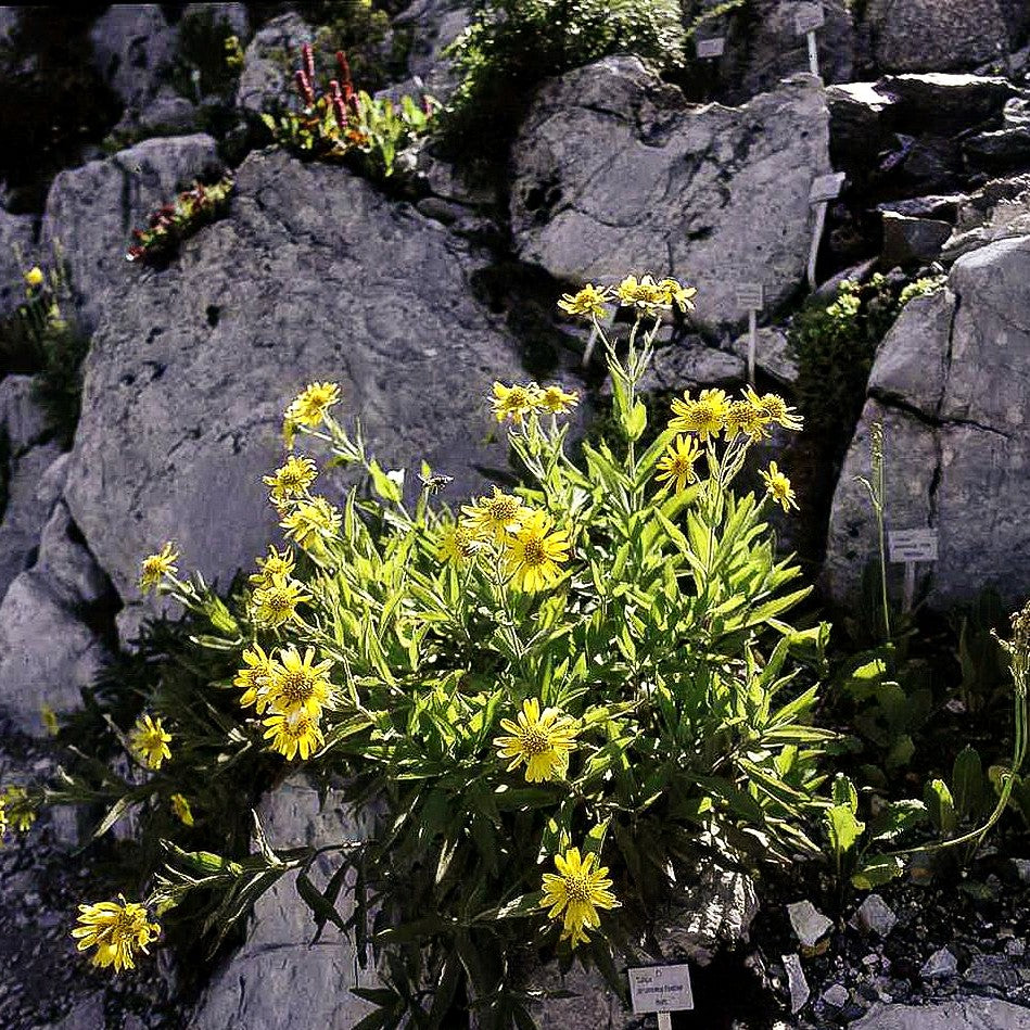 Wiesen- Arnika (Arnica chamissonis)