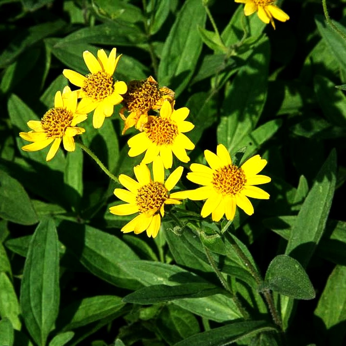 Wiesen- Arnika (Arnica chamissonis)