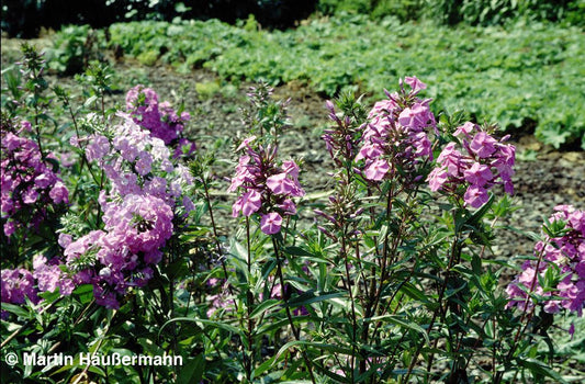 Wiesen-Flammenblume 'Alpha' (Phlox maculata)