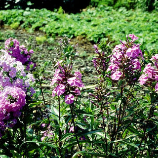 Wiesen-Flammenblume 'Alpha' (Phlox maculata)