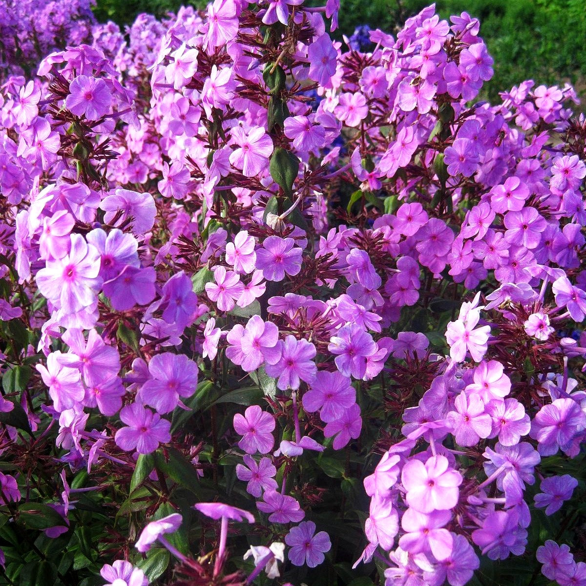 Wiesen-Flammenblume 'Alpha' (Phlox maculata)