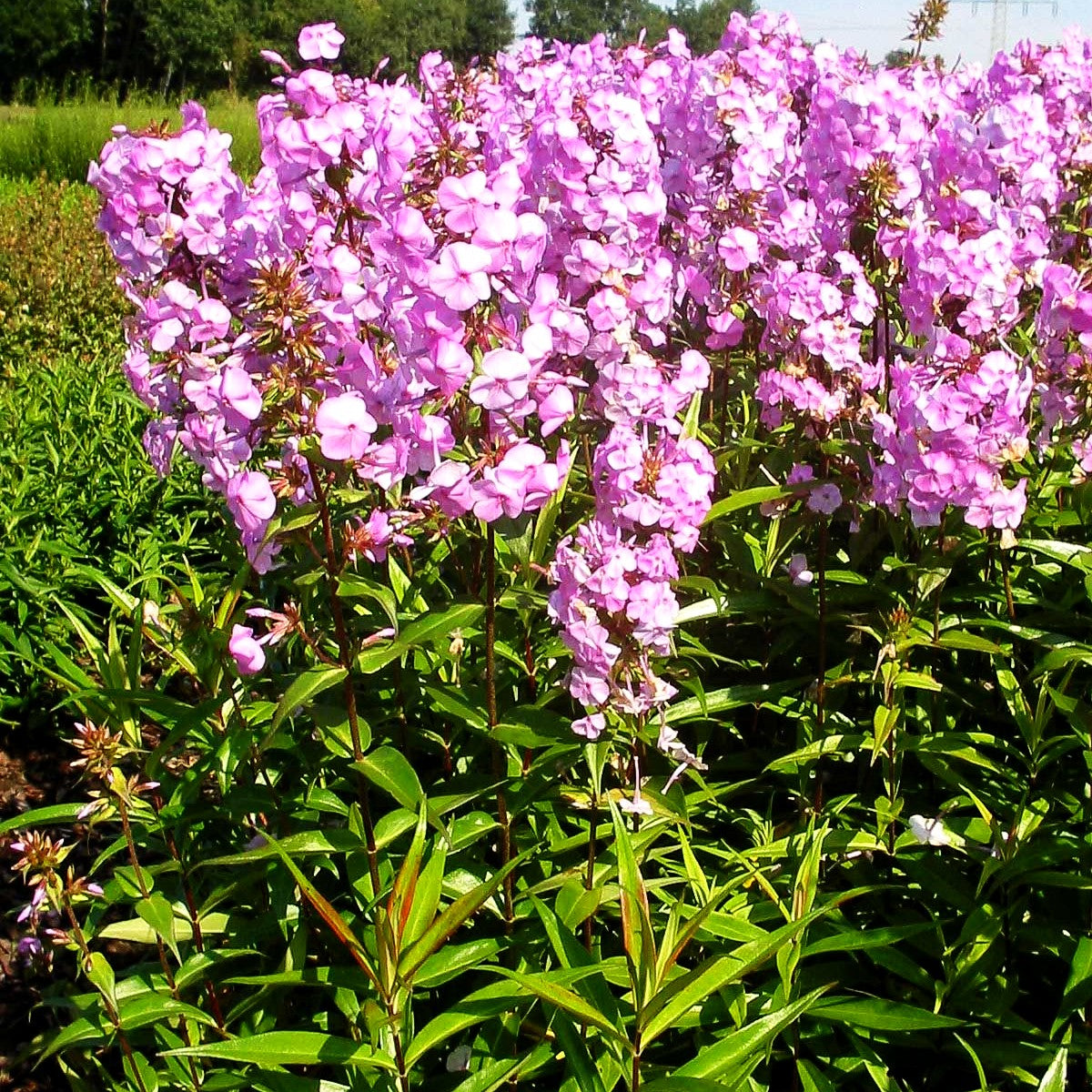 Wiesen-Flammenblume 'Alpha' (Phlox maculata)