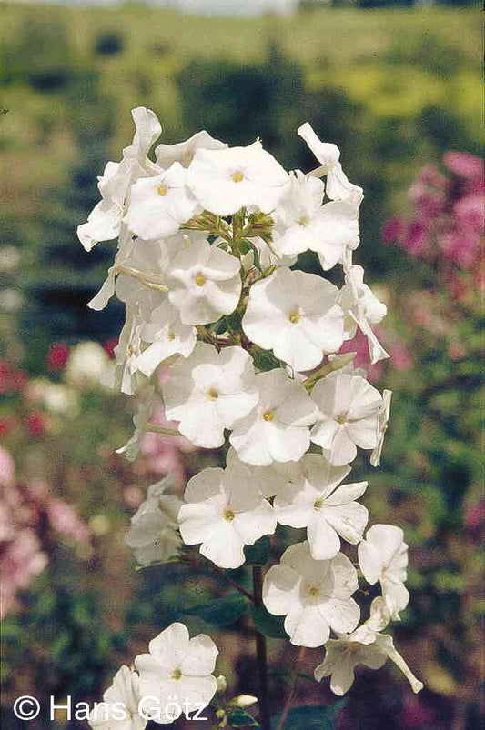 Wiesen-Flammenblume 'Schneelawine' (Phlox maculata)
