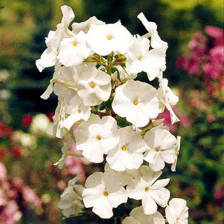 Wiesen-Flammenblume 'Schneelawine' (Phlox maculata)