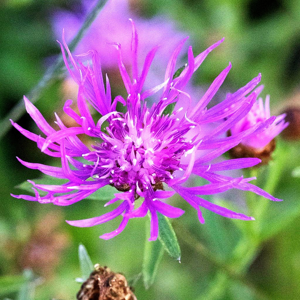 Wiesen-Flockenblume (Centaurea jacea)