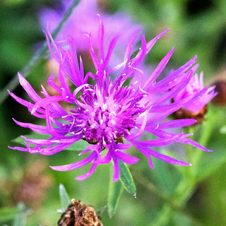 Wiesen-Flockenblume (Centaurea jacea)