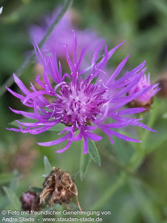 Wiesen-Flockenblume (Centaurea jacea)