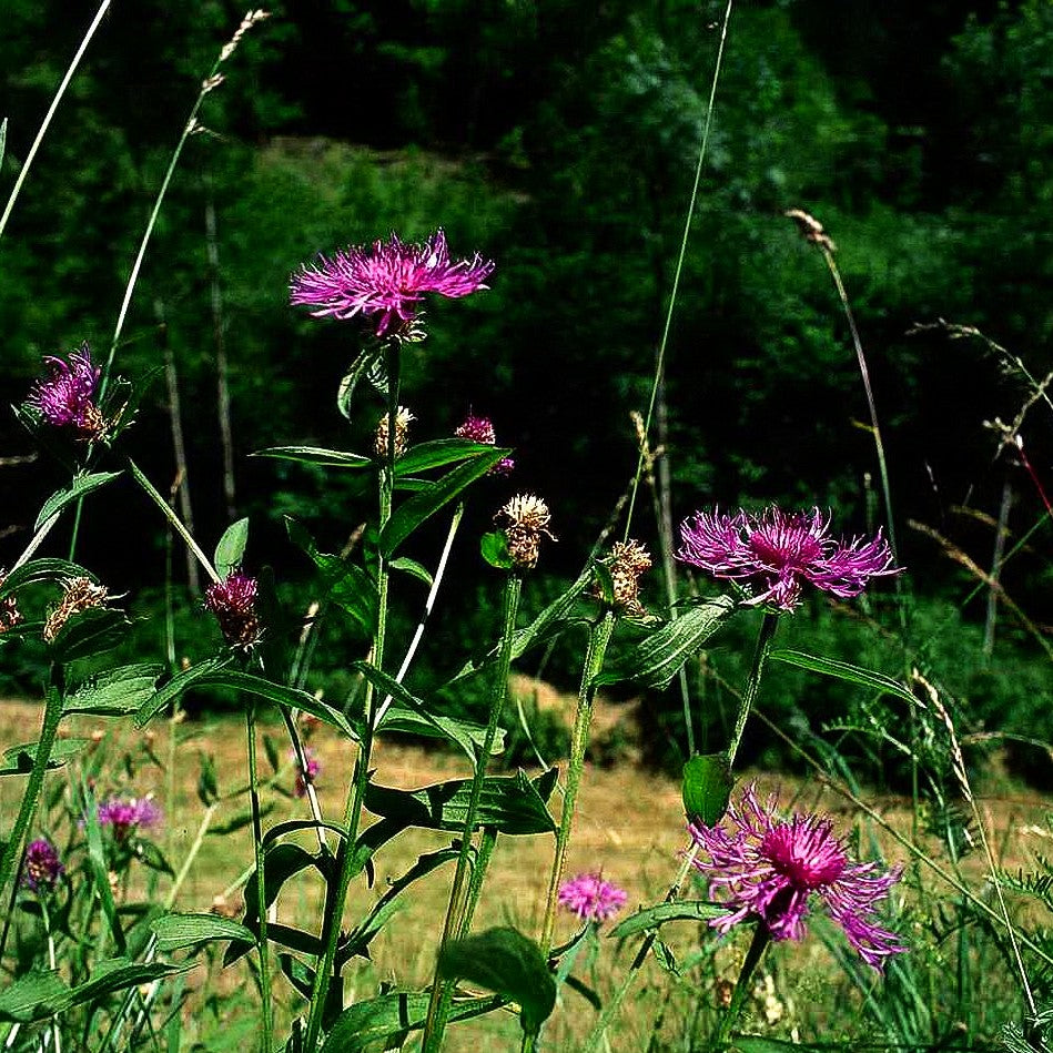 Wiesen-Flockenblume (Centaurea jacea)
