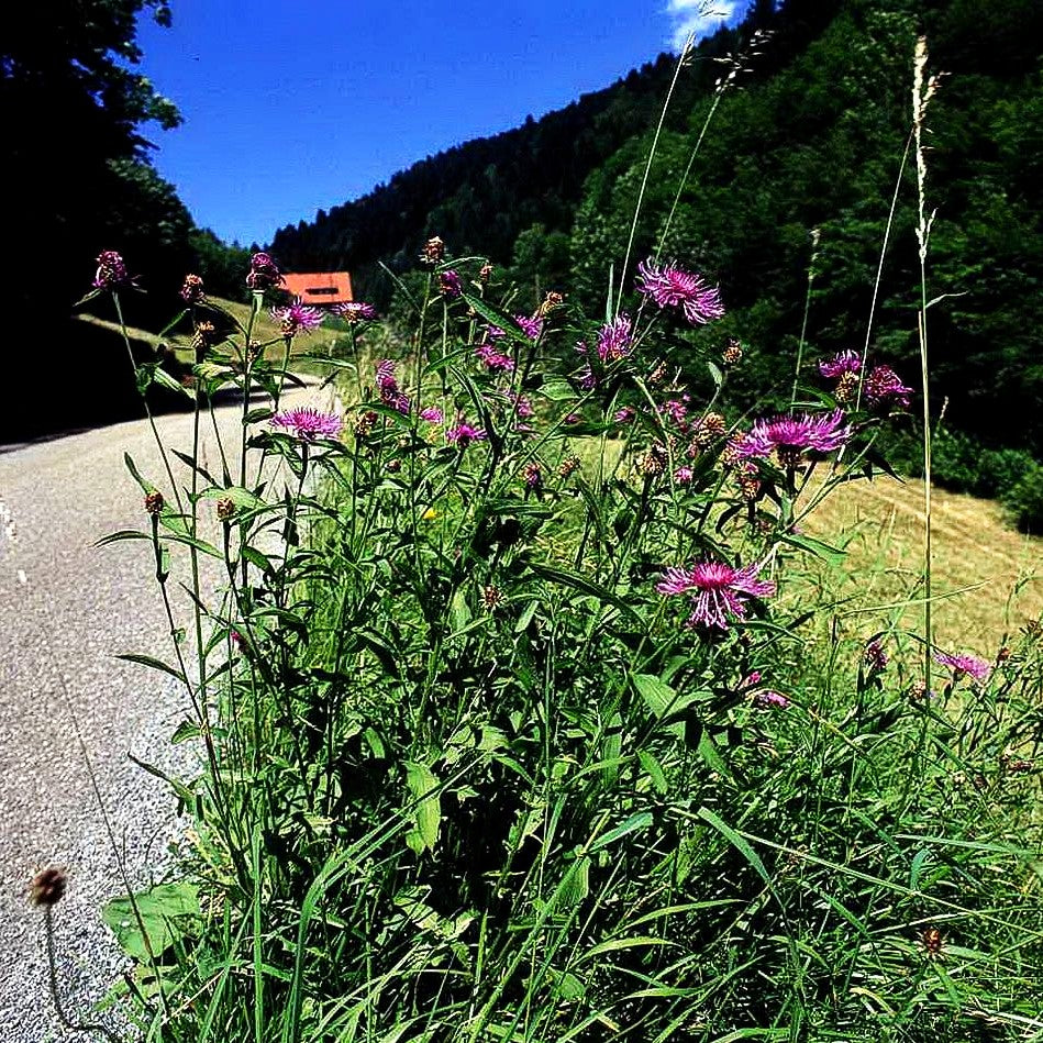 Wiesen-Flockenblume (Centaurea jacea)