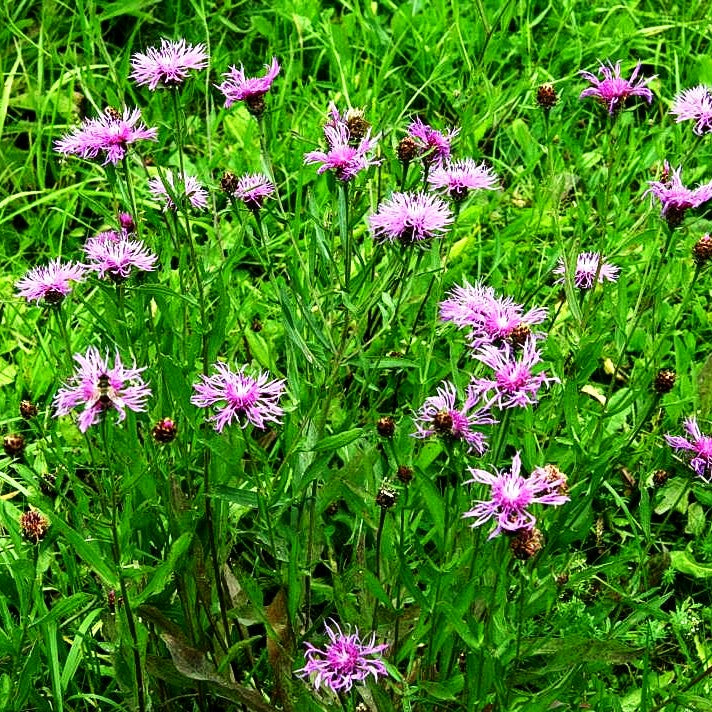 Wiesen-Flockenblume (Centaurea jacea)