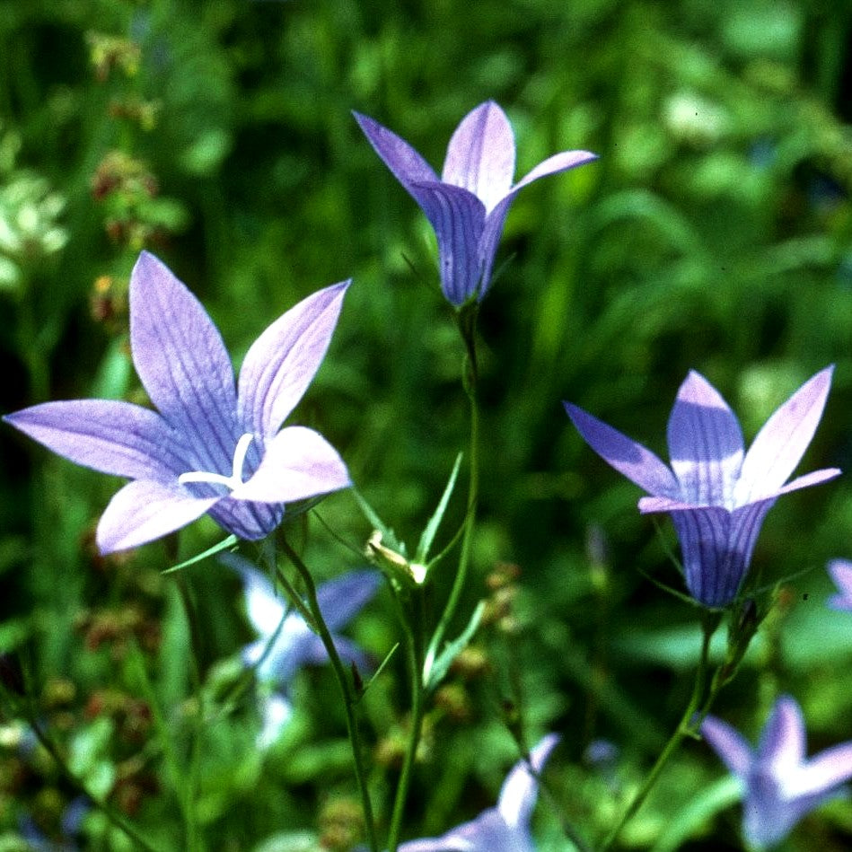 Wiesen-Glockenblume (Campanula patula)