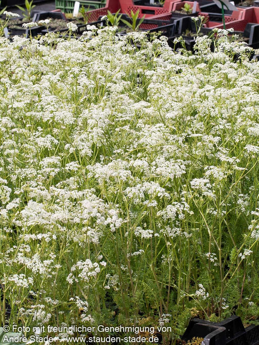 Wiesen-Kümmel (Carum carvi)