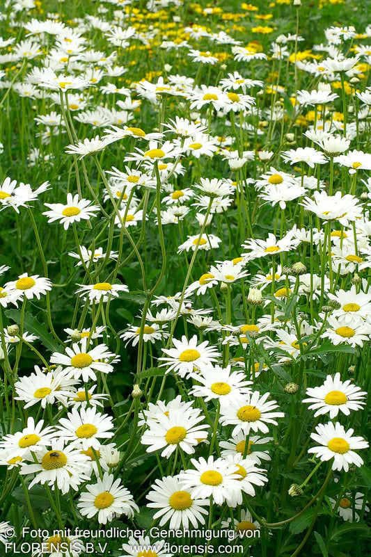 Wiesen-Margerite 'Maikönigin' (Leucanthemum vulgare)