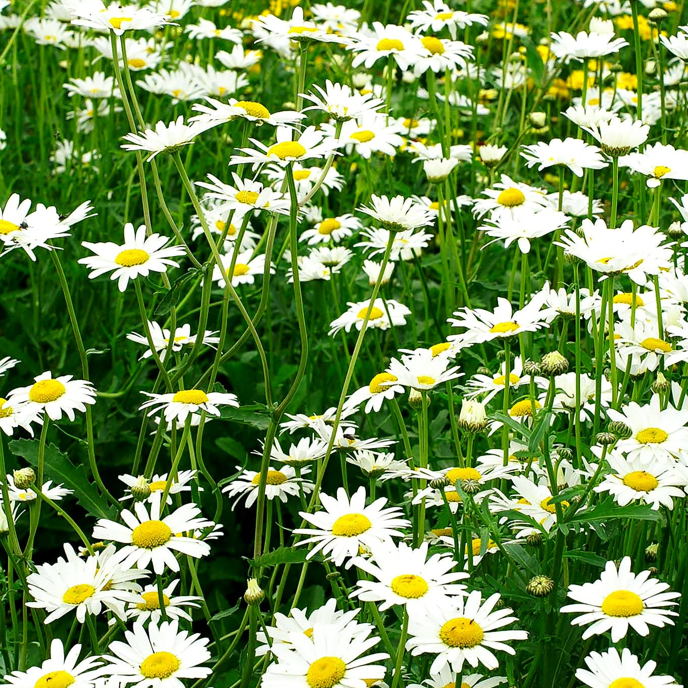 Wiesen-Margerite 'Maikönigin' (Leucanthemum vulgare)