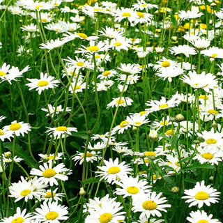 Wiesen-Margerite 'Maikönigin' (Leucanthemum vulgare)