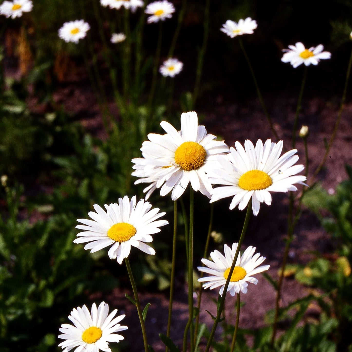 Wiesen-Margerite 'Maikönigin' (Leucanthemum vulgare)