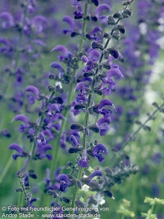 Wiesen-Salbei (Salvia pratensis)