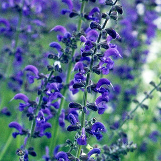 Wiesen-Salbei (Salvia pratensis)