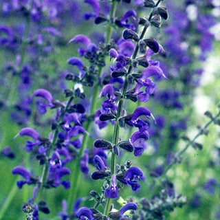 Wiesen-Salbei (Salvia pratensis)