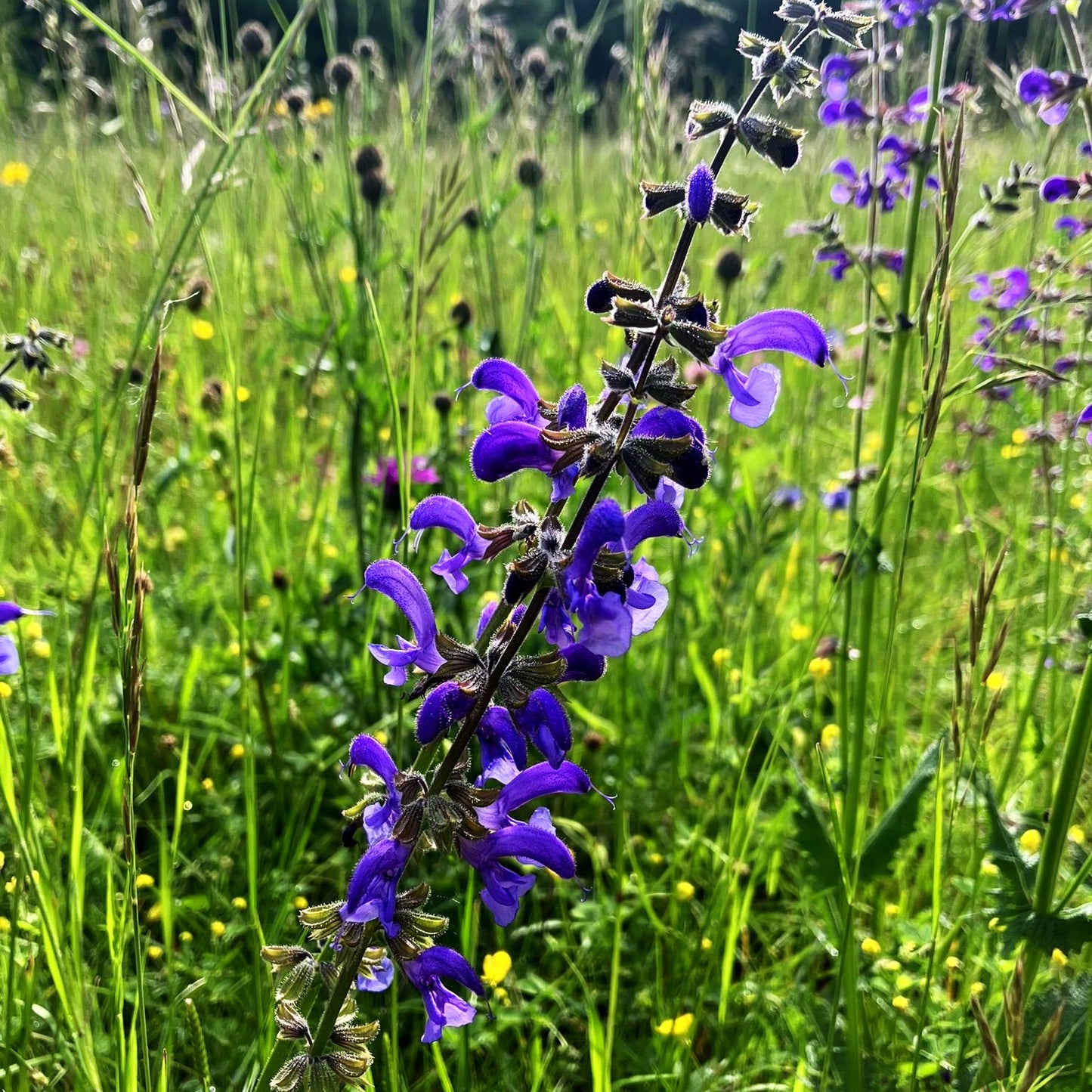 Wiesen-Salbei (Salvia pratensis)