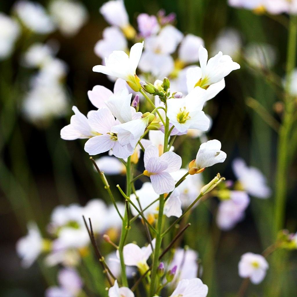 Wiesen-Schaumkraut (Cardamine pratensis)