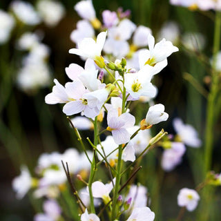 Wiesen-Schaumkraut (Cardamine pratensis)