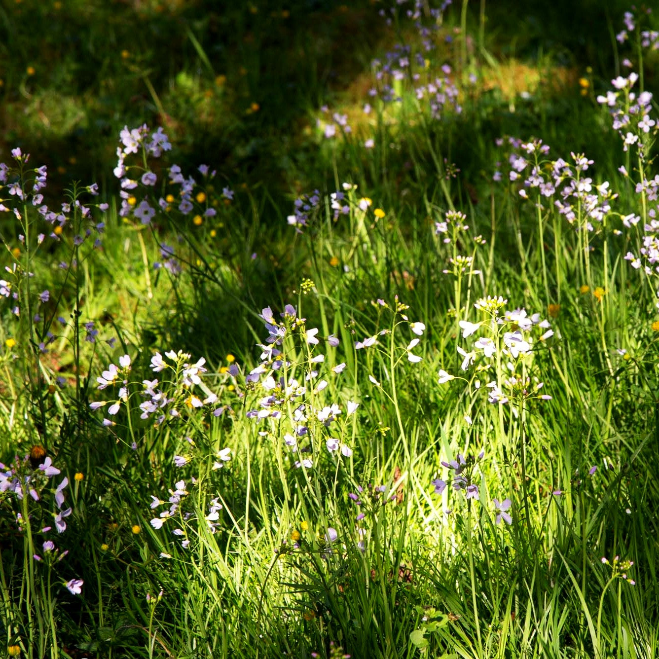 Wiesen-Schaumkraut (Cardamine pratensis)