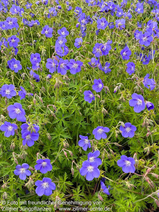Wiesen-Storchschnabel 'Brookside' (Geranium pratense)