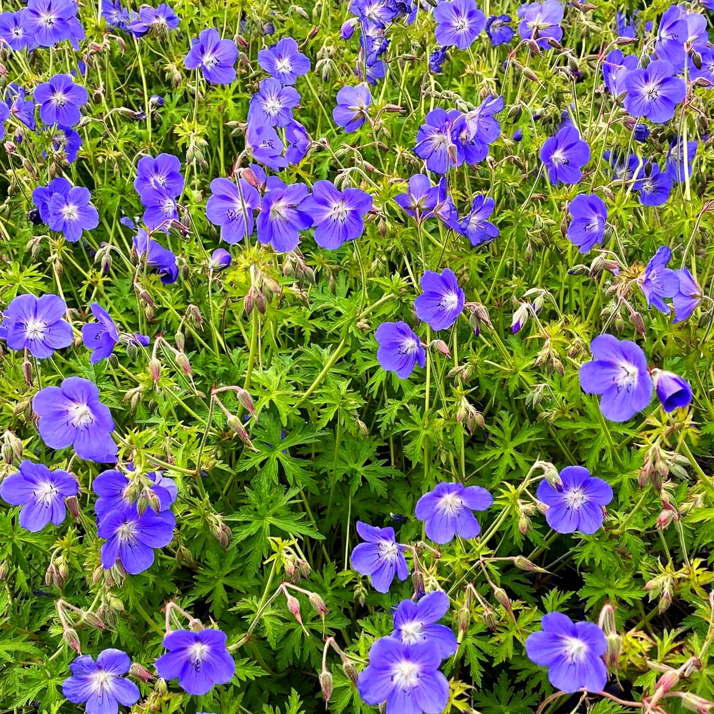 Wiesen-Storchschnabel 'Brookside' (Geranium pratense)