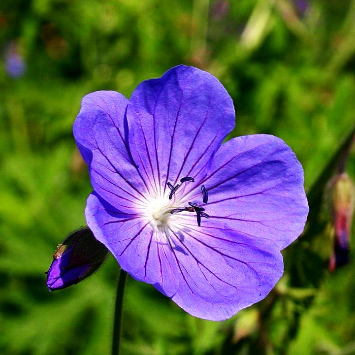 Wiesen-Storchschnabel 'Brookside' (Geranium pratense)