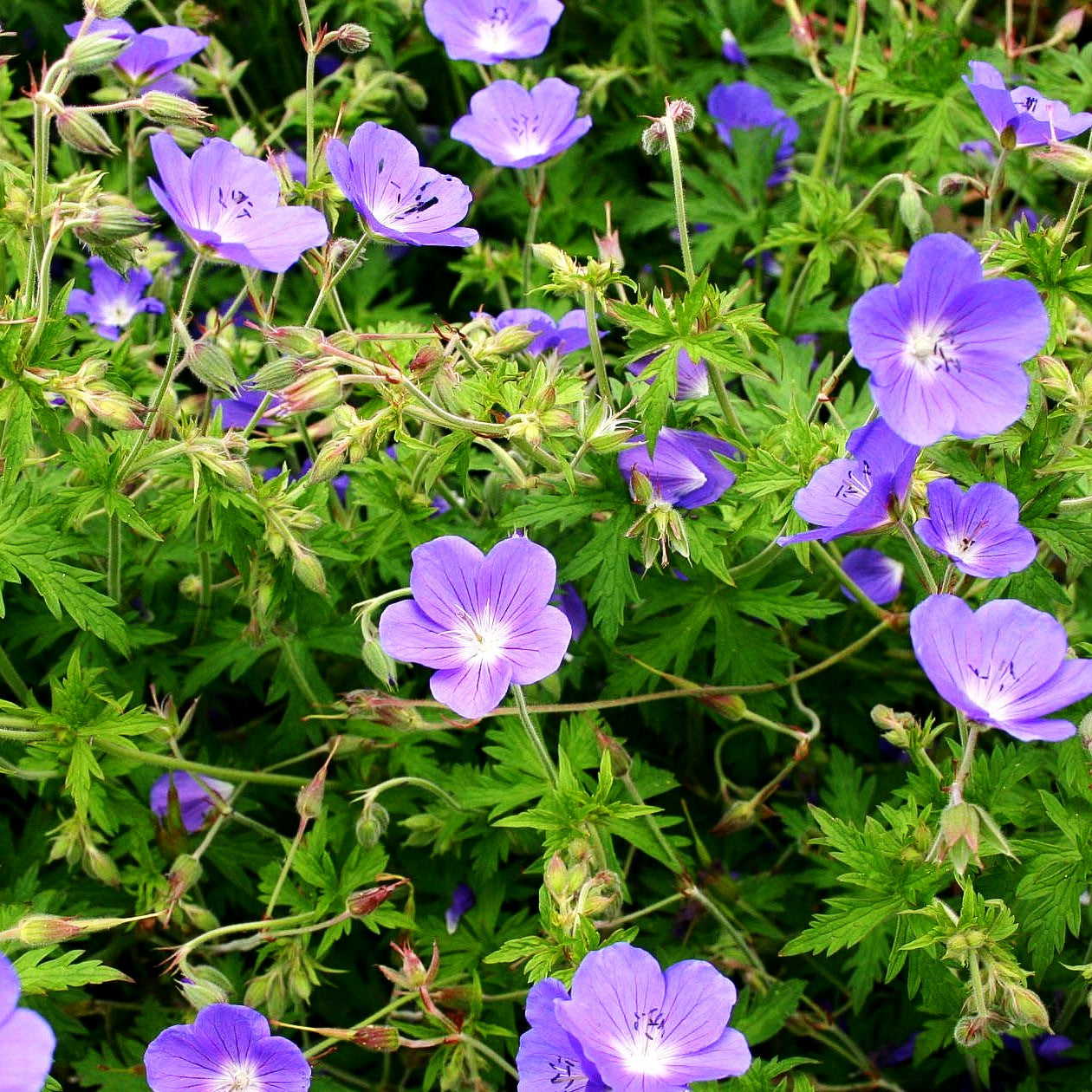 Wiesen-Storchschnabel 'Brookside' (Geranium pratense)