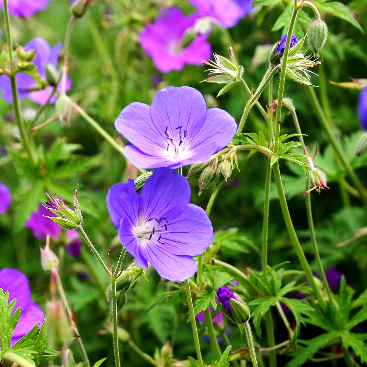 Wiesen-Storchschnabel 'Brookside' (Geranium pratense)