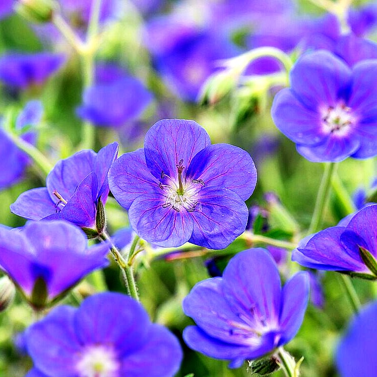 Wiesen-Storchschnabel 'Brookside' (Geranium pratense)