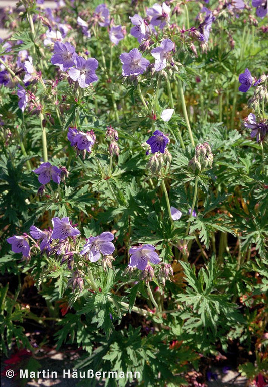 Wiesen-Storchschnabel (Geranium pratense)