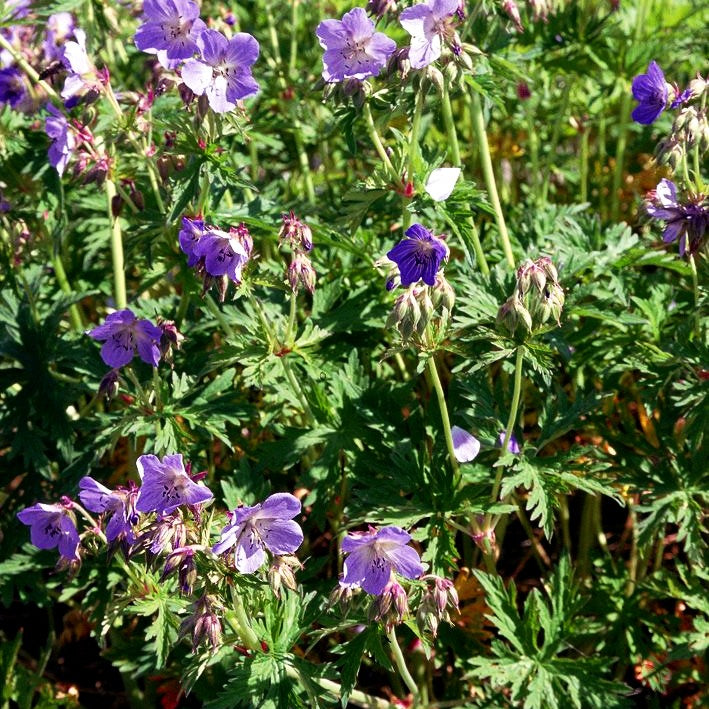 Wiesen-Storchschnabel (Geranium pratense)