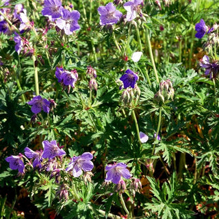 Wiesen-Storchschnabel (Geranium pratense)