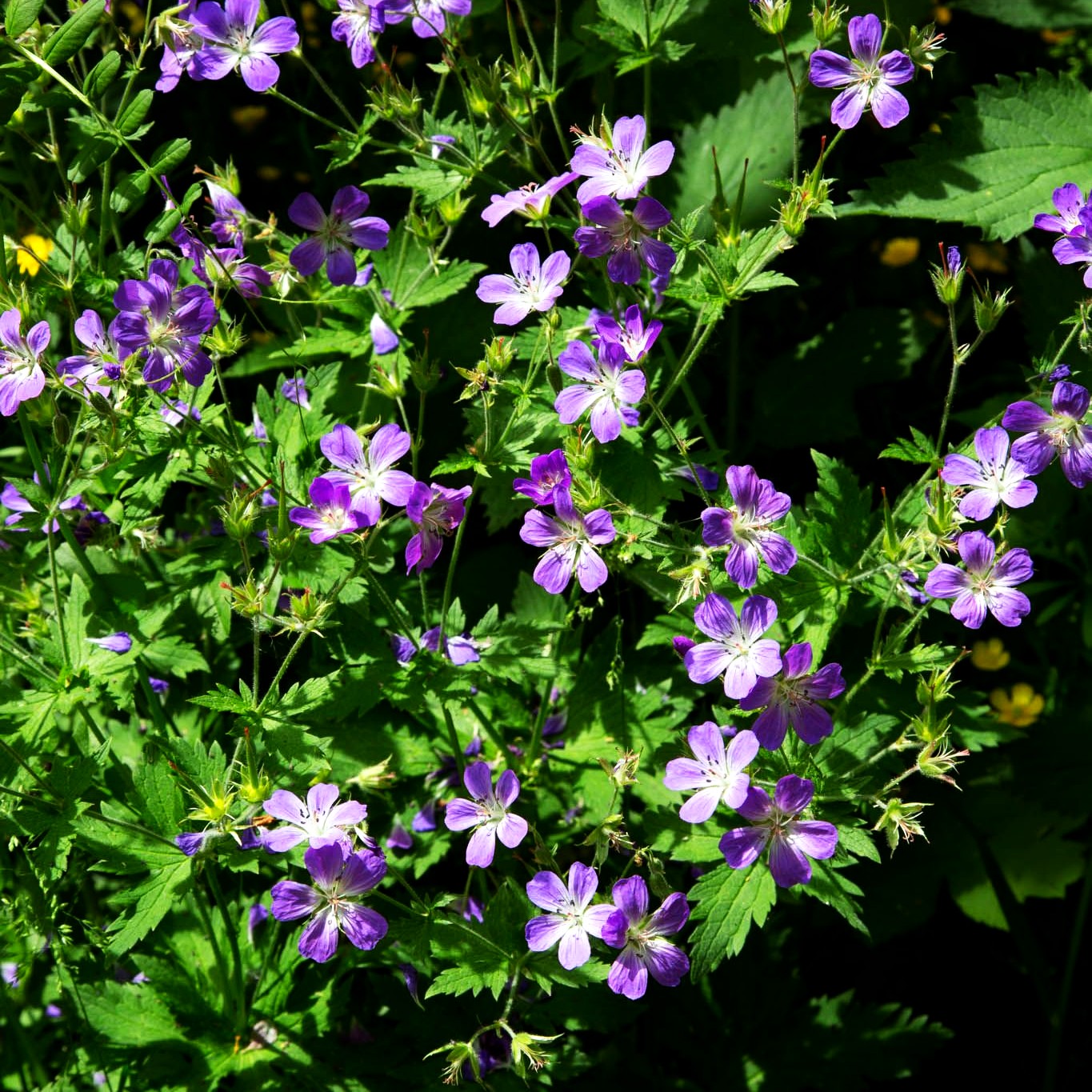 Wiesen-Storchschnabel (Geranium pratense)
