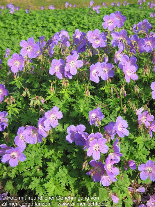 Wiesen-Storchschnabel 'Johnson's Blue' (Geranium pratense)