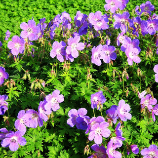 Wiesen-Storchschnabel 'Johnson's Blue' (Geranium pratense)